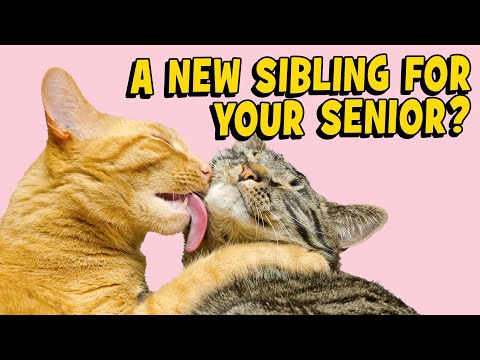 Cat Introductions: Does your Senior Need A Friend? - YouTube