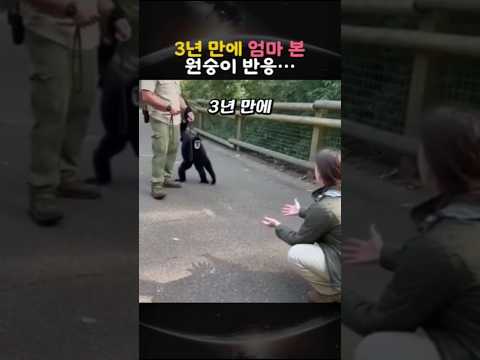 3년 만에 엄마 본 원숭이 반응