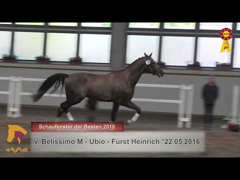 1. Belissimo M - Ubio