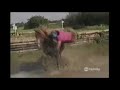 Funniest Home Videos Save A Horse Ride A Cowboy Montage