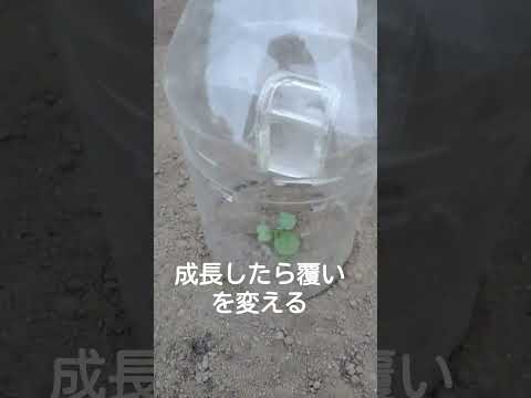 ラズベリーに虫が発生する理由とその対処法は？  庭園