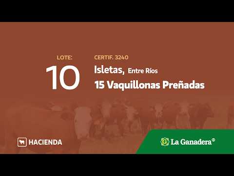 Lote Vaquillonas preñadas Isletas