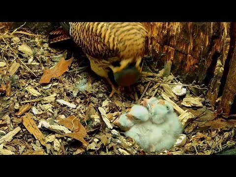 Firth the last egg hatched in kestrel nest | Wisconsin Kestrel Cam | May 16, 2025
