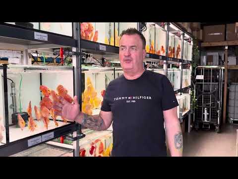 6 Falsche Mythen über Diskusfische