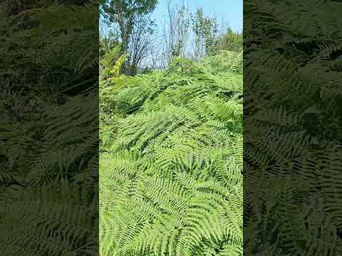Paprat ili bujad - gde se koristi? #priroda