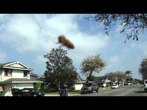 AFRICAN KILLER BEE STING GONE FATALLY WRONG!!