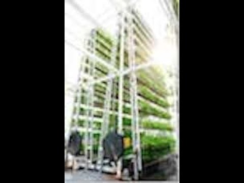 Sky greens grow tower's arrive after years of planning.