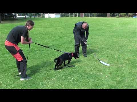 Agetka Dix - Art (Dixi King Adventure x Romeo z Jukasu), obrana, poslušnost, stopa