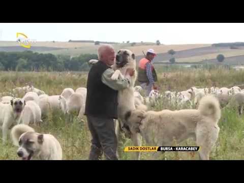 Çoban Köpeklerinin Sürüdeki Görevleri / Sadık Dostlar