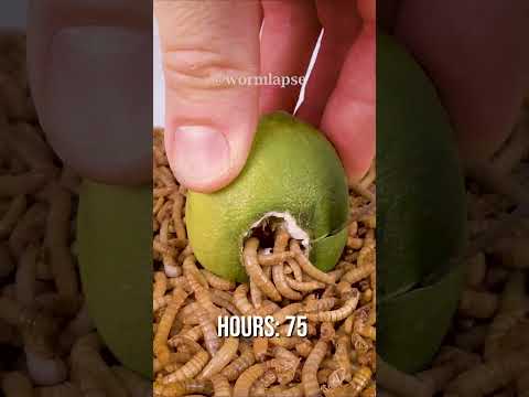 Mealworms vs. Lime
