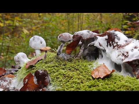 Das geheime Leben der Bäume im Steigerwald