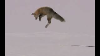 Fox gif w/ sound effects