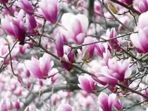 Un gând la început de primăvară pentru toate doamnele din comunitatea noastră!