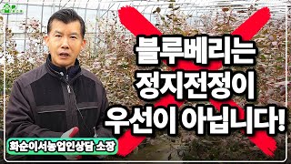 블루베리는 정지전정이 우선이 아닙니다! ㅣ 블루베리 정지전정 전 갖추어야 할 환경ㅣ화순이서농업인상담 소장님의…
