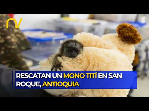 Especialistas rehabilitan a mono tití rescatado en vías de Antioquia