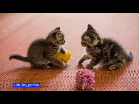 Laugh Out Loud or smile with Our Top 10 Funniest Animal Moments!