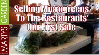 Selling Microgreens to the Restaurants Our First Sale