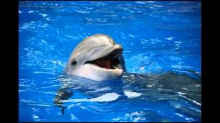 Blu Dolphin - Q Ft. Potion