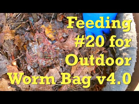v4 Outdoor worm bag's 20th feeding on day 250 - vermicompost