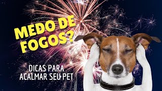 CACHORRO com MEDO de FOGOS: O QUE FAZER?