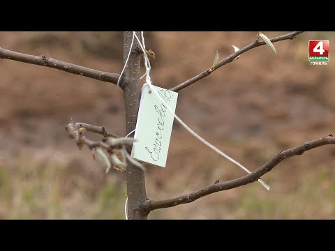 Фруктовый сад Победы высадили строители в Гомеле видео