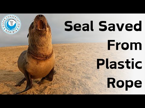 Seal Rescued From Plastic Rope