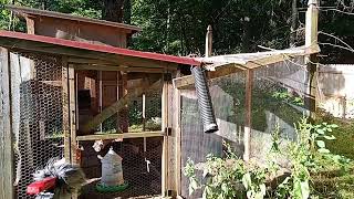 Younger Generation - The Lovin&#39; Spoonful for Chickens!