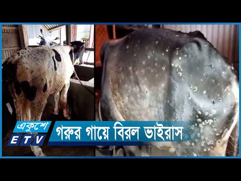 লালমনিরহাটে লাম্পি স্কিন ডিজিজে মারা গেছে শতাধিক গরু | ETV News