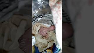 Download lagu My  Bird 'Toki' First day to me mp3