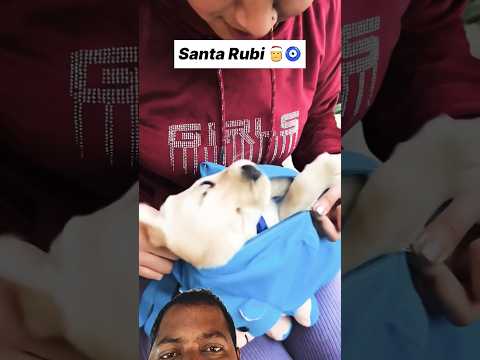 Shanta dog 🐕🐕🐕🐩🐕 #doglover #cutedoglovers #funny #ytshorts #dogshorts #