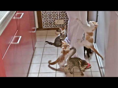 14 Very Hungry Kittens :) - YouTube
