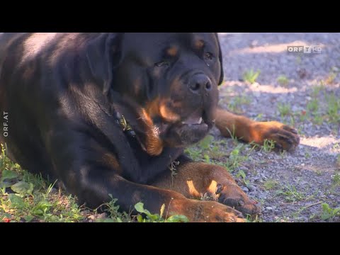 Rottweiler Hunde in Tirol ORF Bericht