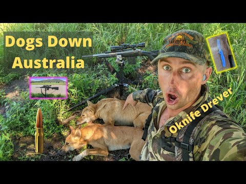 Bagging Wild Dogs Australia with 308