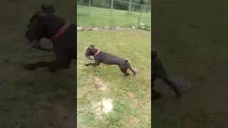 Video preview image #1 American Pit Bull Terrier-Mountain Cur Mix Puppy For Sale in Calhoun, GA, USA
