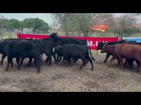 33 Terneros de El Totoral - Expo Flores