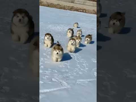 Cute Baby Dogs Husky #shorts