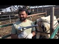 How To Pass Vaginal Speculum In Cows Buffalo Vaginal Examination In Cows Vaginal Speculum
