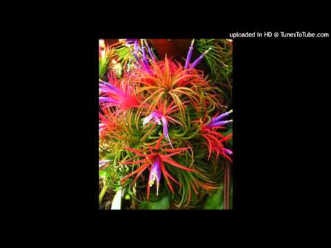 Today's Tango Is... Clavel del Aire - Juan D'Arienzo 10-06-1963