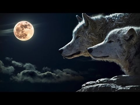 1 Hour  Healing Native American Music by Indian Calling