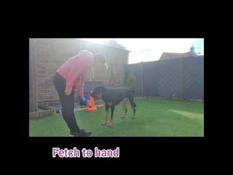 Bella's Trix & Training  Beginners Harley