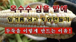 [텃밭농부 2,191]  옥수수 심을 밭에 밑거름 넣고 두둑을 이렇게 만드는 이유! #옥수수재배