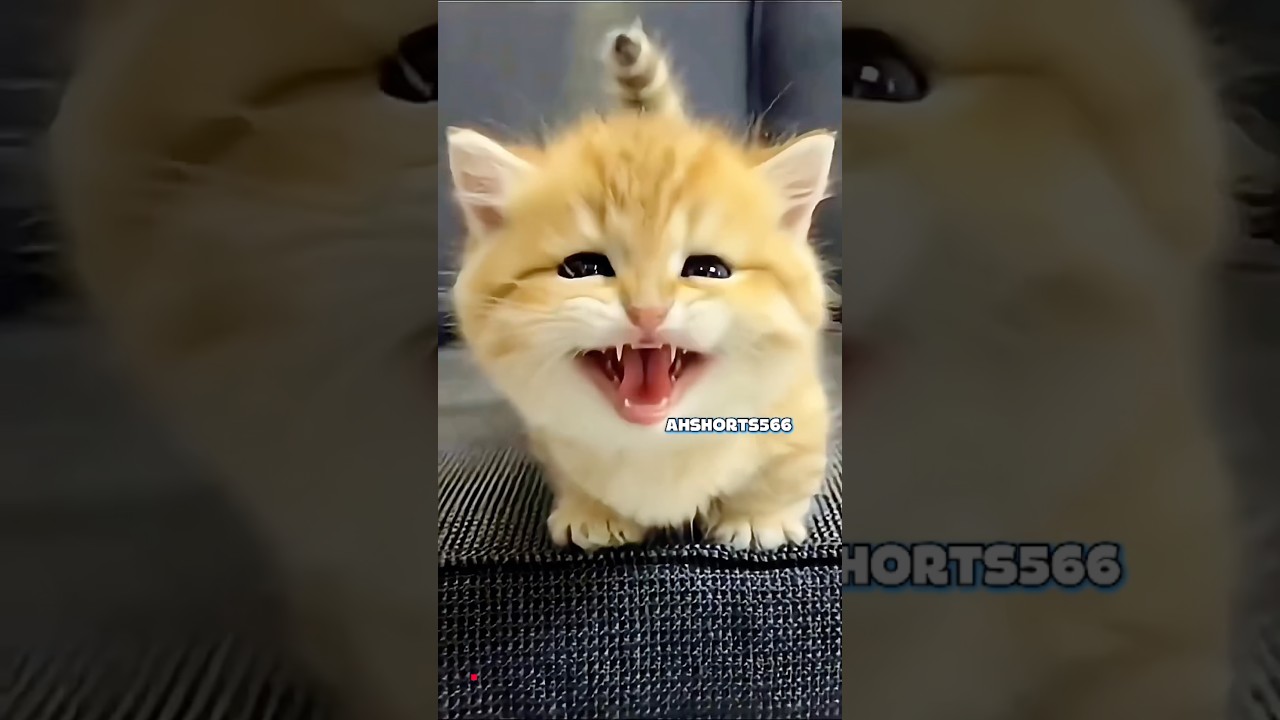 Funny cat videos shorts 😻|#shorts #cat #cute #meow #shortsfeed #cats #kitten
