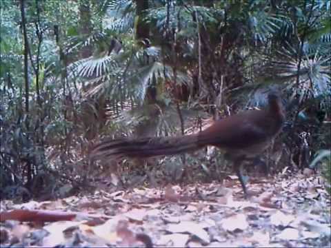 Superb Lyrebird drops in on camera trap hidden in wet sclerophyll forest near Bungwahl on the NSW Mid North Coast