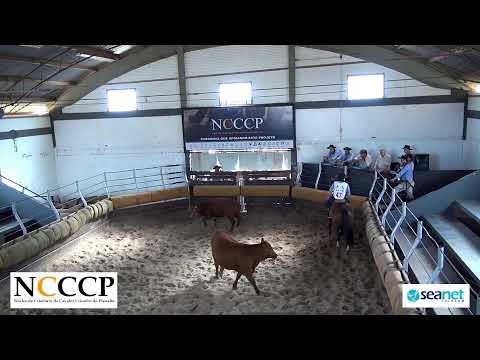 NCCCP 2022 - Prova de Mangueira I