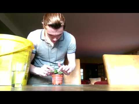 Ficus und Geldbaumstecklinge machen