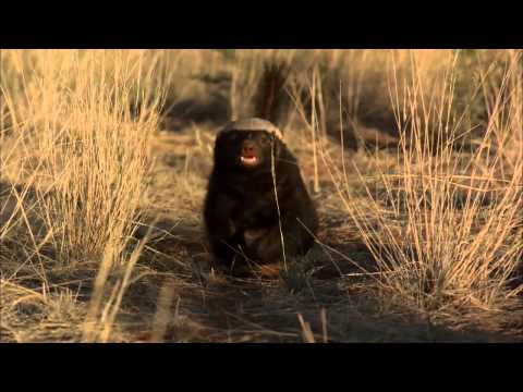 Ultimate Honey Badger Trailer - Wildscreen Festival 2014 - Submission