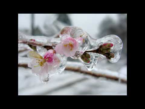 Paradīze Antarktīdā - sōlōdziesma - Zigurds Teikmanis