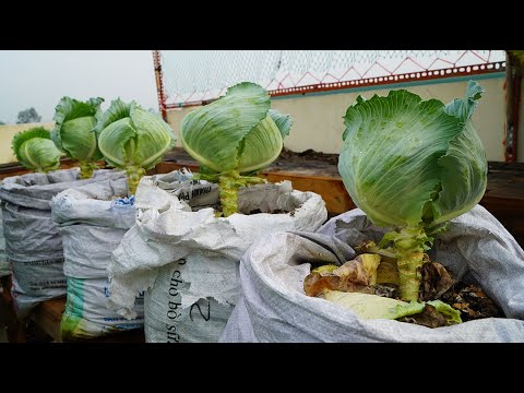 , title : 'Mẹo tái chế bao tải để trồng bắp cải mùa hè | Tips for recycling sacks to grow summer cabbage'