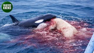 기록된 북극곰, 범고래, 늑대가 등장하는 가장 긴박한 조우 북극에서의 충격적인 순간 | 동물의 왕국