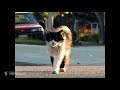 A Cat S Tale 2008 Cats In Love Scene 10 10 Movieclips